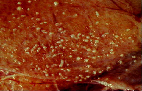 濃縮魚肝油粉2.png